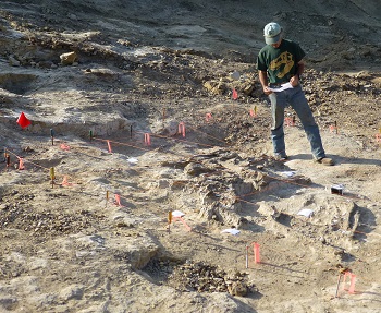Allosaurus dinosaur specimen in fild